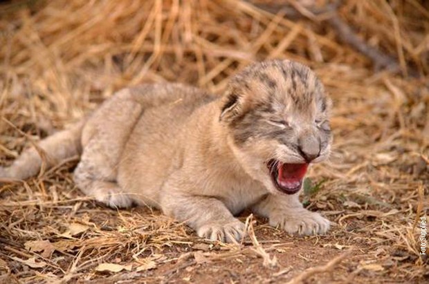 Се родија првите лавчиња од епрувета