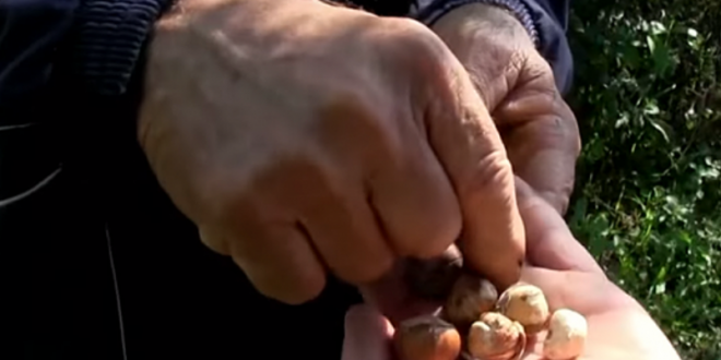 Како е да се произведуваат лешници  во Македонија