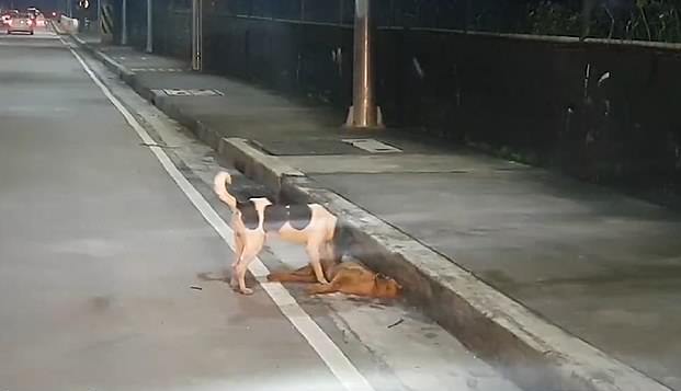 Трогателно видео: Улично куче очајнички се обидува да го оживее својот другар