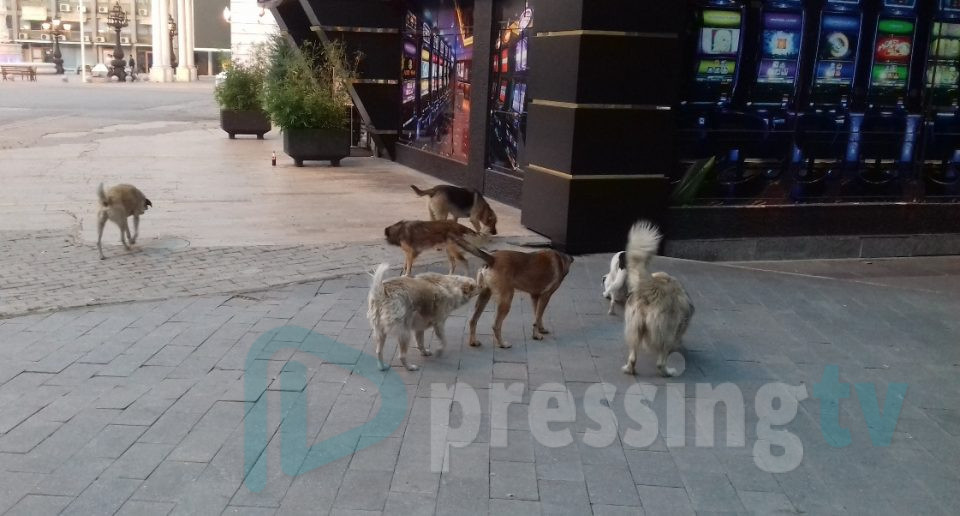 Не функционира прифатилиштето: Kучиња скитници слободно се шетаат низ Тетово