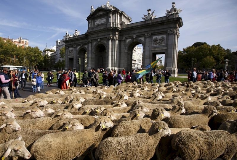 Стадо овци го прошета Мадрид