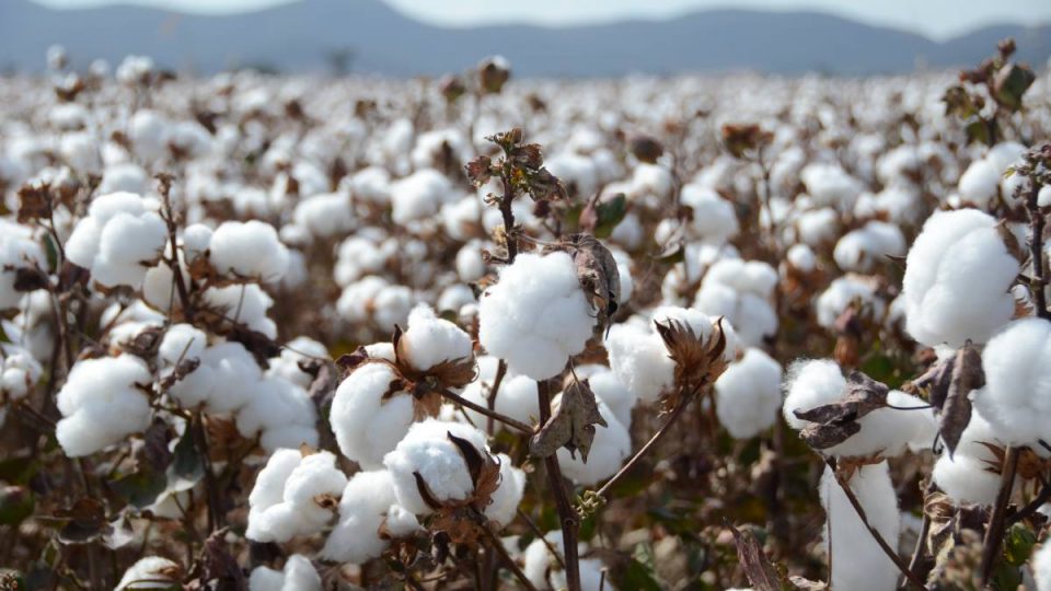 САД одобрија: Луѓето ќе јадат генетски модификуван памук