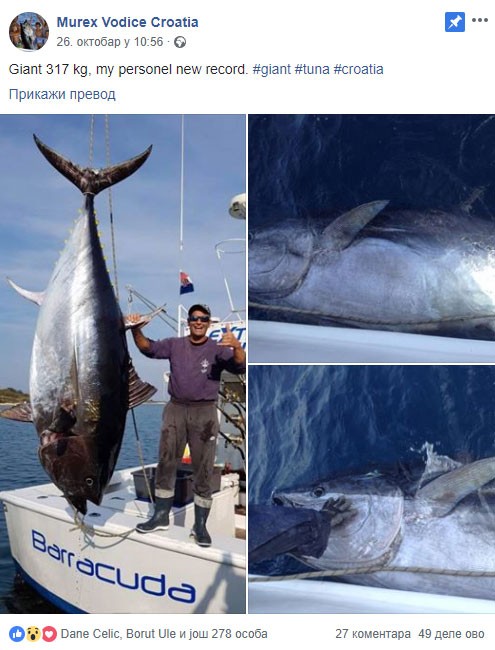 Уловил туна тешка 317 килограми во Јадранското море