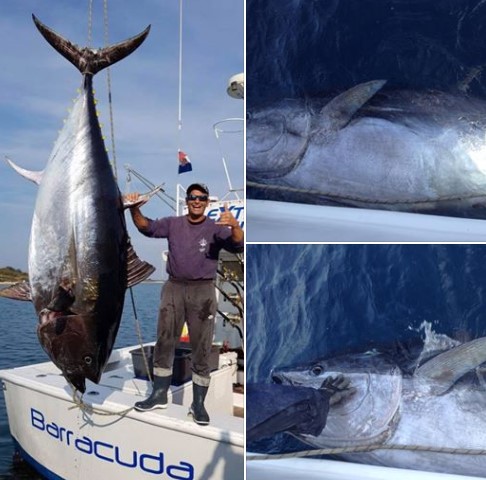 На Јадранот уловена туна тешка 317 килограми (ВИДЕО)