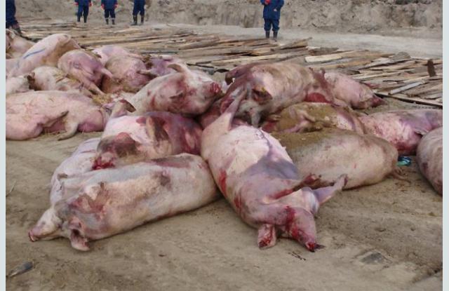 Африканска свинска чума ги демне македонските фарми