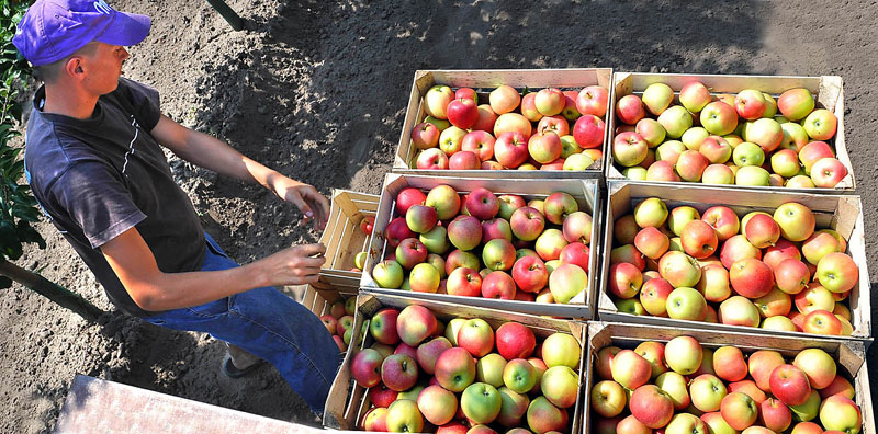 Продолжува мерката за дополнителнa субвенција од 3 денари за производителите на јаболка