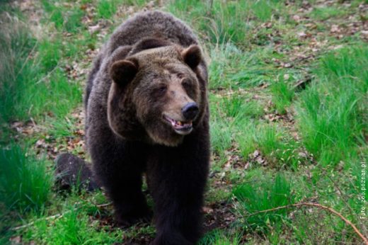 Агресивна мечка се доближи до куќите во кичевско Колари