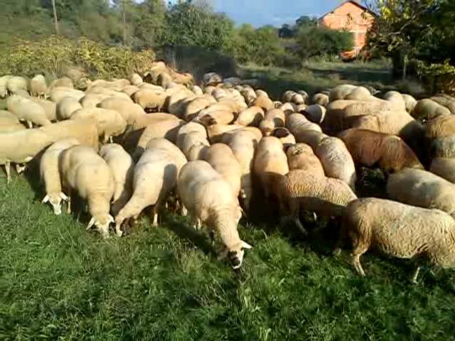 Се преврте камион – исплашени овци излетаа од патот