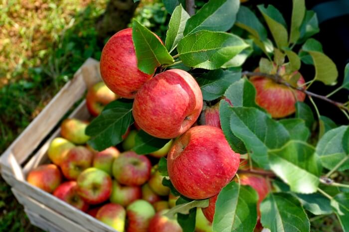 Каде ќе се продаде  македонското јаболко?