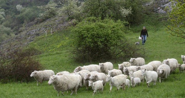 Алармантно се намалува бројот на овците и козите