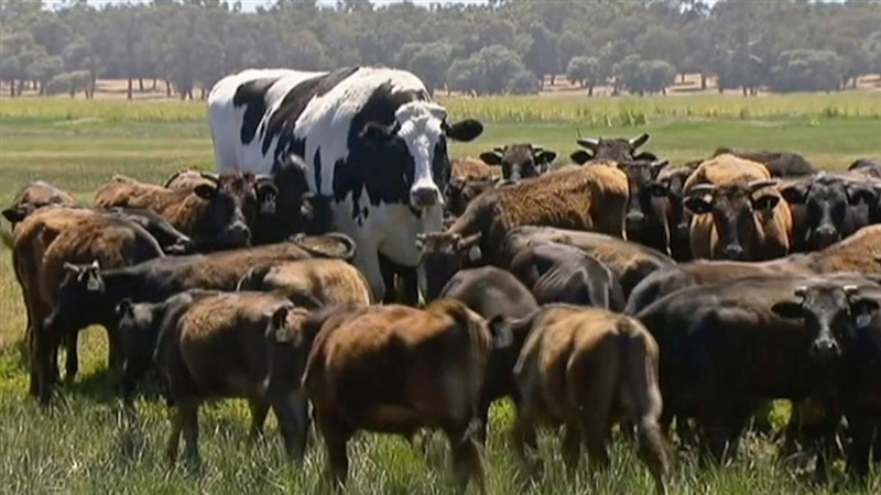 Крава од Австралија влегува во Гинис