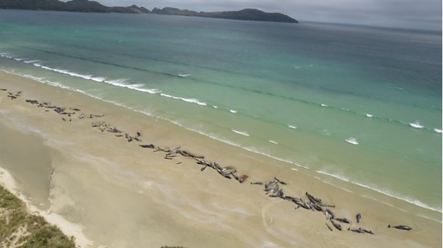 На плажа во Нов Зеланд загинаа 145 китови
