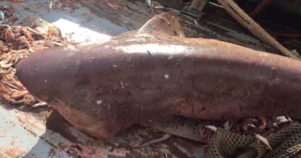 Албански рибари уловија голема опасна ајкула кај Химара