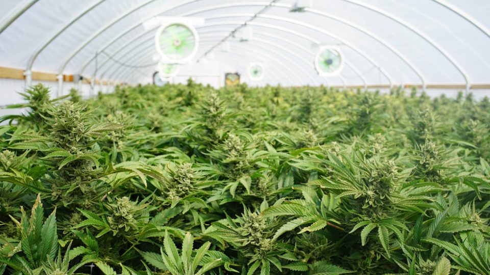 Три фирми во Демир Капија ќе одгледуваат и преработуваат марихуана