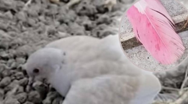 Розовите пердуви од ваков гулаб се смртоносни (ФОТО)