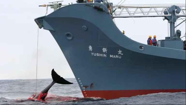 Јапонија на големо ќе лови китови