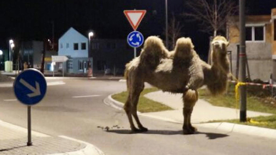 Општина во Србија купува две камили