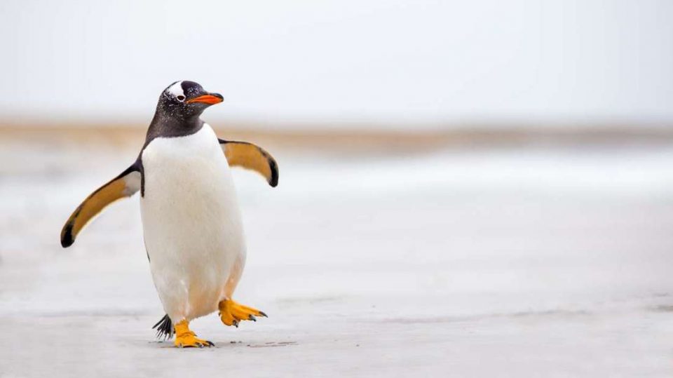Парадата на пингвините откажана поради невообичаено топлото време