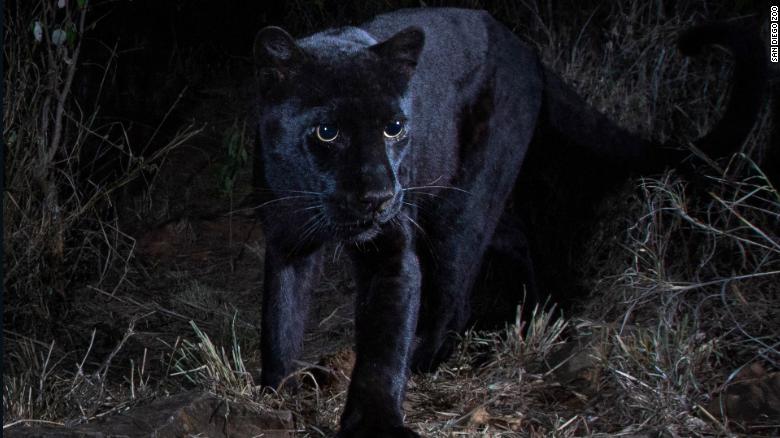 Мистериозниот африкански црн леопард навистина постои (ФОТО)