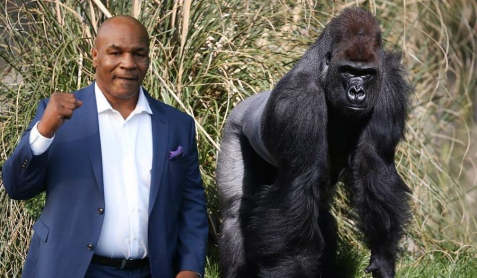 Мајк Тајсон нудел 10 илјади долари за да се бори со горила