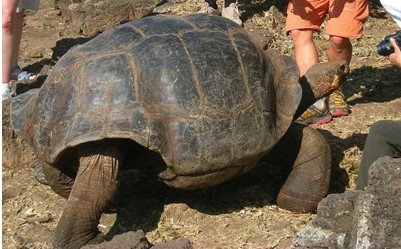 На Галапагос откриена гигантска желка, чиј вид се сметаше за исчезнат!