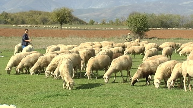 Овчарите бараат вонредна мерка – поддршка од максимум 40 денари за килограм јагнешко