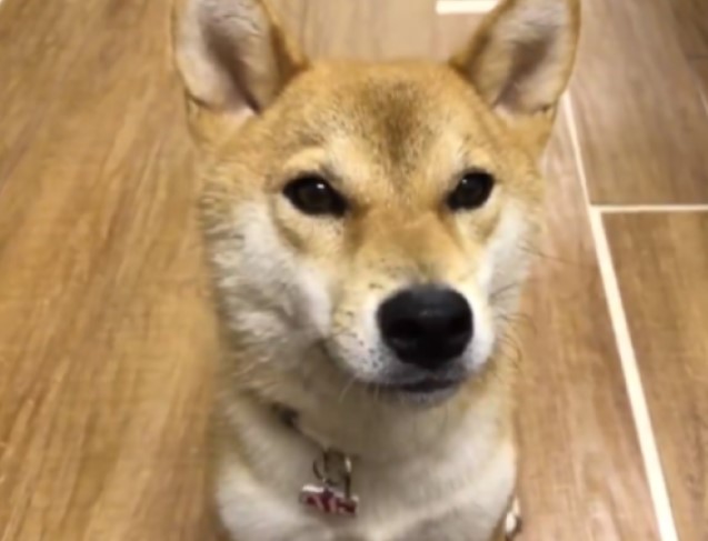 Куче на јапонски јазик си бара хамбургер! (ВИДЕО)