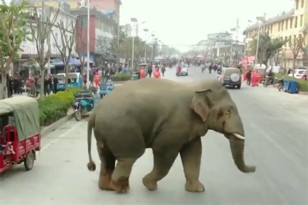 Слон влезе во центарот на градот(видео)