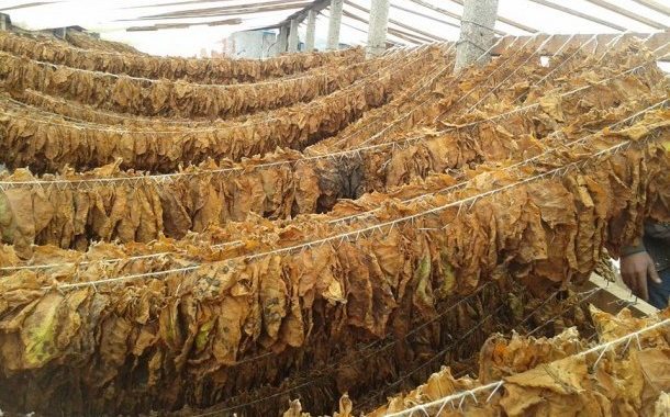 Заврши откупот на тутунот од ланската реколта, просечната цена 214,24 денари за килограм