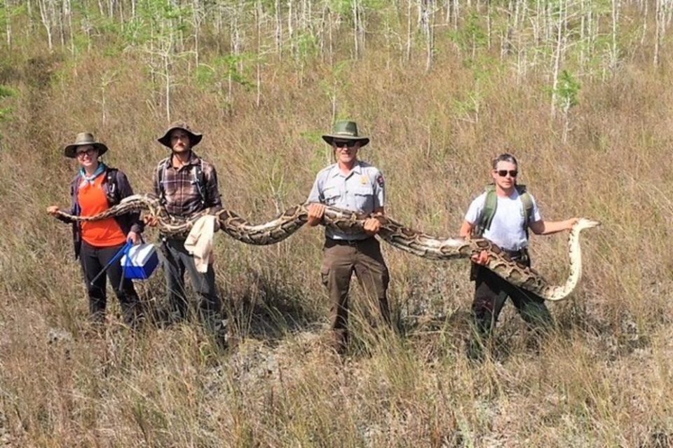 Џиновски питон пронајден во Флорида (ФОТО)