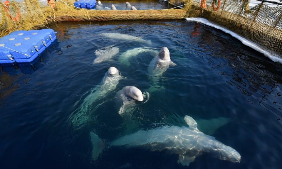 Русија ослободува стотина китови од сурово заробеништво (ВИДЕО)
