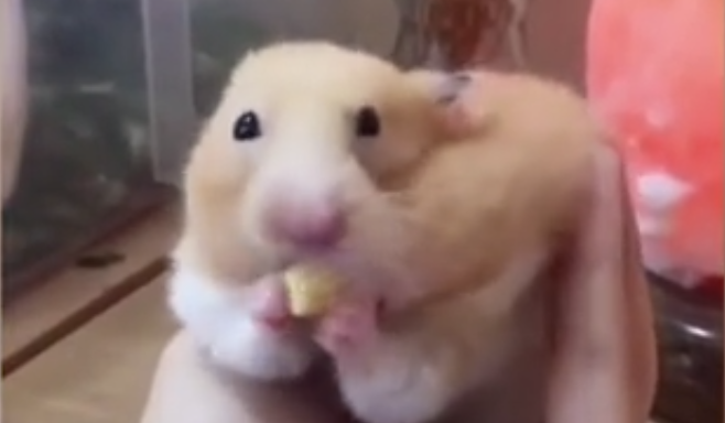 Мал хрчак за 5 секуди изеде цела пченка(видео)