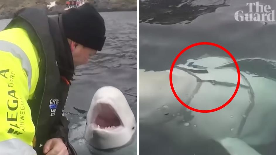 Норвежани пронашле „руски кит-шпион“ на Артикот (ВИДЕО)