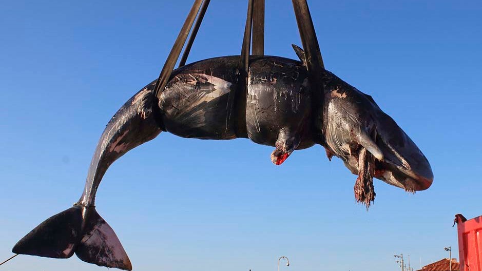 Во стомакот на угинат кит најдени 22 килограми пластика (ФОТО)