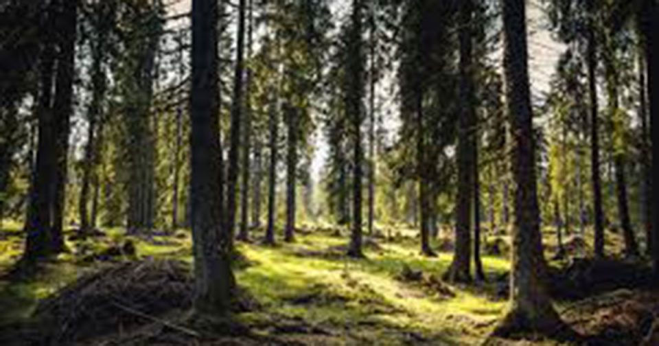 Укината забраната за движење во шуми и шумски подрачја
