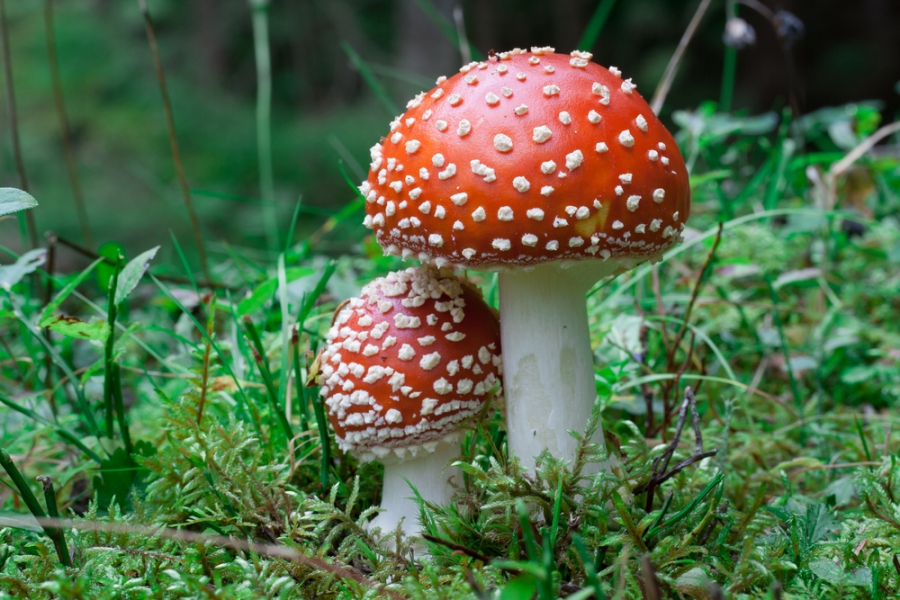Жителите на Денвер гласаат за легализирање на халуциногени печурки