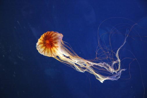 Отровни медузи со краци до еден метар се појавија во Јадранско море (ФОТО)