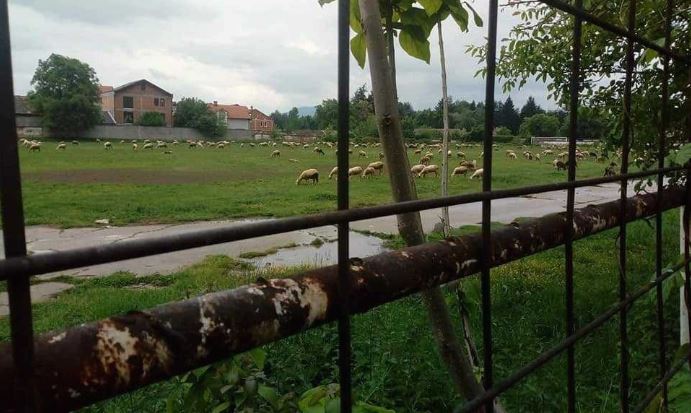 Овци наместо фудбалери на стариот стадион во Тетово