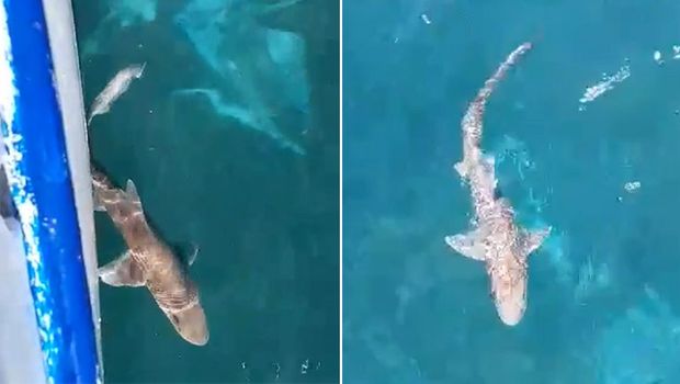 Во Јадранско море се појави ајкула (видео)
