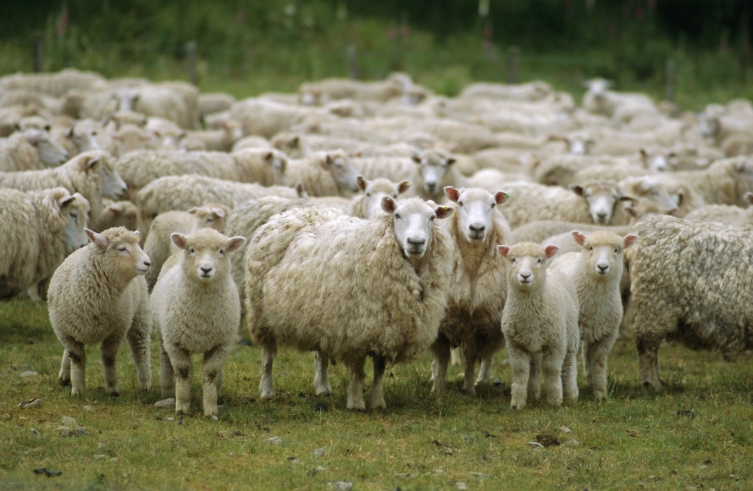 Според проценките во Македонија има 450.000 овци, а се земаат субенции за над 700.000