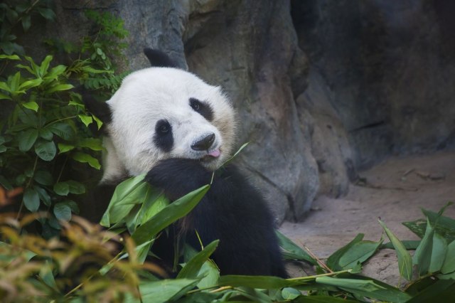 Прв пат снимена албино панда во дивина (ВИДЕО)