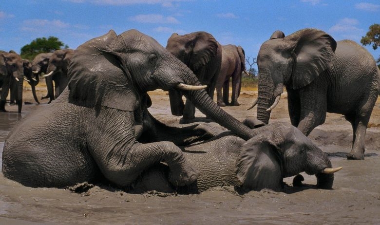 Боцвана ја укина забраната за лов на слонови