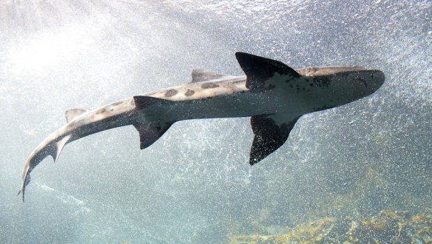 Ајкула уби пливач  на Хаваи (ВИДЕО)