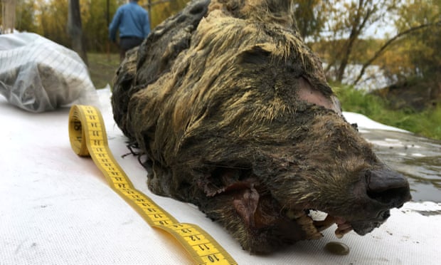 Глава од волк замрзната 40 илјади години пронајдена во Сибир (ВИДЕО)
