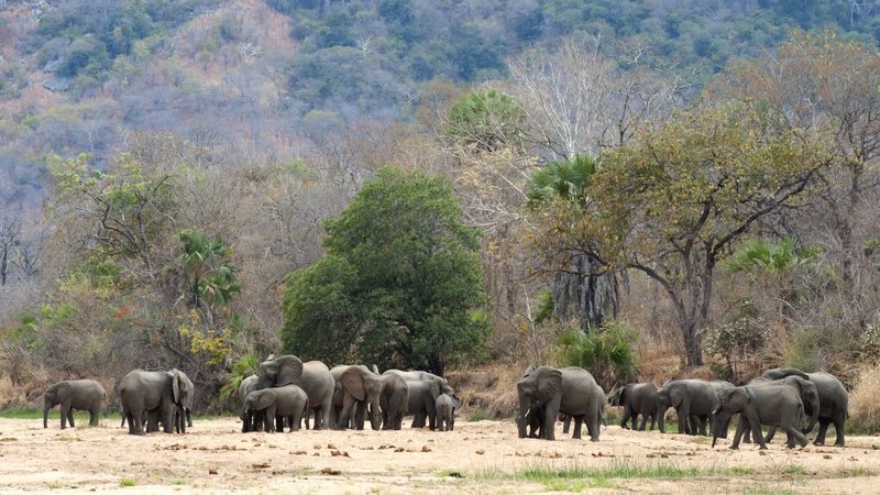 Мозамбик: Во резерват година дена не е убиен ниеден слон