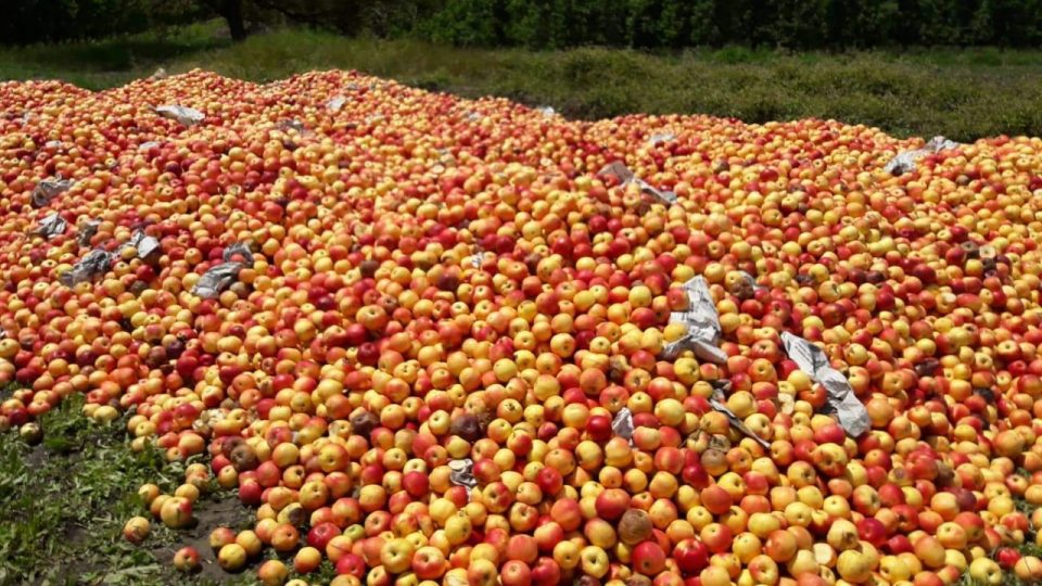Мицкоски: Луѓето ги сечат овошките и фрлаат јаболката зашто оваа власт ги извиси