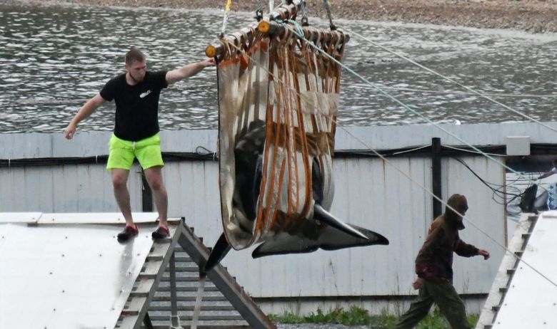 Русија ќе ги ослободи китовите чувани ,,во затвор”