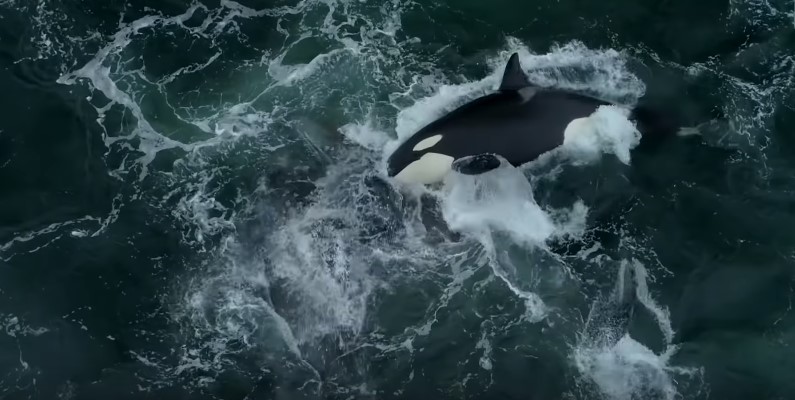 Ужасен момент: Јато орки нападнаа и убија сив кит и нејзиното младенче (ВИДЕО)