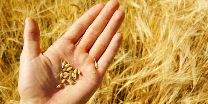 Трупуновски: Откупната цена на пченицата ќе биде очајно ниска и под секоја производствена логика