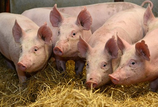 Mинистерот за земјоделство смирува: Во Македонија нема африканската свинска чума“